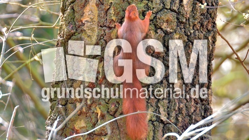 Eichhörnchen (17).jpg